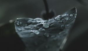 Preview wallpaper leaf, drops, macro, wet, dew, dark