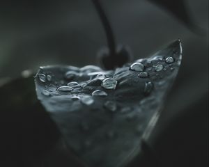 Preview wallpaper leaf, drops, macro, wet, dew, dark