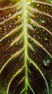 Preview wallpaper leaf, drops, macro, wet, dew