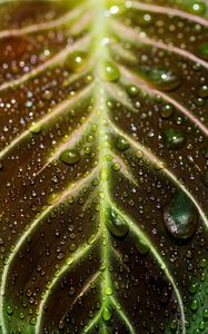 Preview wallpaper leaf, drops, macro, wet, dew