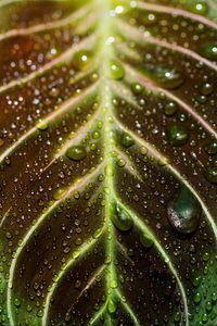 Preview wallpaper leaf, drops, macro, wet, dew