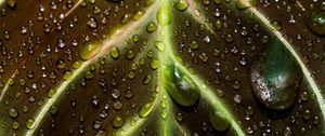 Preview wallpaper leaf, drops, macro, wet, dew