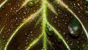 Preview wallpaper leaf, drops, macro, wet, dew