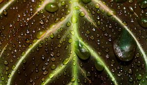 Preview wallpaper leaf, drops, macro, wet, dew