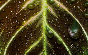 Preview wallpaper leaf, drops, macro, wet, dew