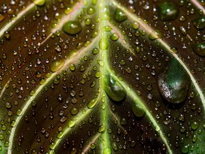 Preview wallpaper leaf, drops, macro, wet, dew