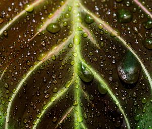 Preview wallpaper leaf, drops, macro, wet, dew