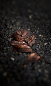 Preview wallpaper leaf, drops, macro, wet, brown