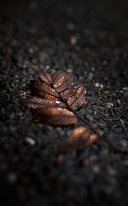 Preview wallpaper leaf, drops, macro, wet, brown