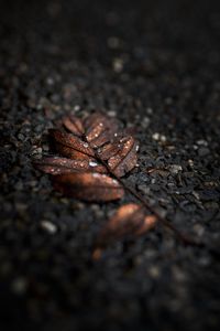 Preview wallpaper leaf, drops, macro, wet, brown
