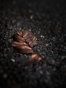 Preview wallpaper leaf, drops, macro, wet, brown