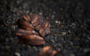 Preview wallpaper leaf, drops, macro, wet, brown
