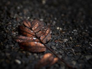 Preview wallpaper leaf, drops, macro, wet, brown