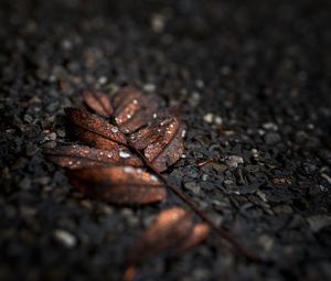 Preview wallpaper leaf, drops, macro, wet, brown