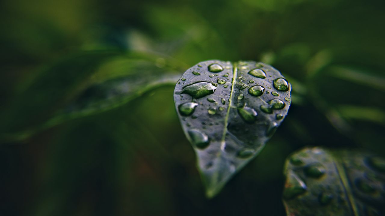 Wallpaper leaf, drops, macro, water, plant
