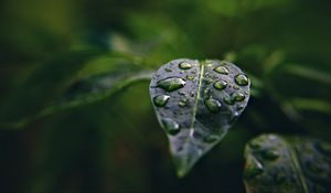 Preview wallpaper leaf, drops, macro, water, plant