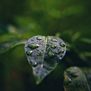 Preview wallpaper leaf, drops, macro, water, plant