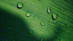 Preview wallpaper leaf, drops, macro, surface, green
