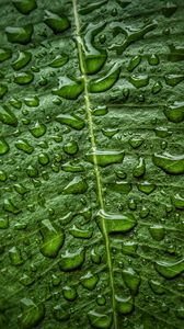 Preview wallpaper leaf, drops, macro, green