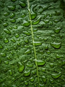 Preview wallpaper leaf, drops, macro, green