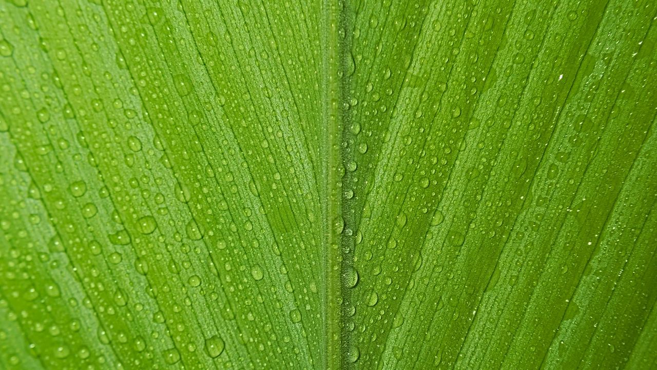 Wallpaper leaf, drops, macro, dew
