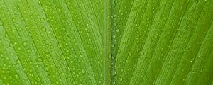 Preview wallpaper leaf, drops, macro, dew