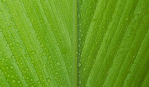 Preview wallpaper leaf, drops, macro, dew