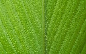 Preview wallpaper leaf, drops, macro, dew