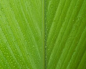 Preview wallpaper leaf, drops, macro, dew