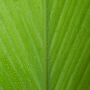 Preview wallpaper leaf, drops, macro, dew