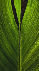 Preview wallpaper leaf, drops, macro, stripes