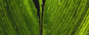 Preview wallpaper leaf, drops, macro, stripes