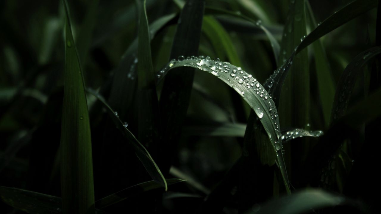 Wallpaper leaf, drops, macro, dark