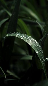 Preview wallpaper leaf, drops, macro, dark