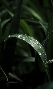 Preview wallpaper leaf, drops, macro, dark