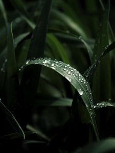 Preview wallpaper leaf, drops, macro, dark