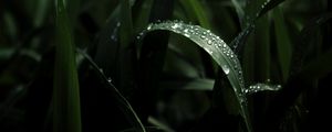 Preview wallpaper leaf, drops, macro, dark
