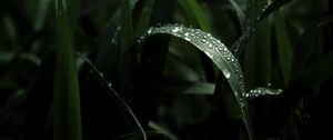 Preview wallpaper leaf, drops, macro, dark