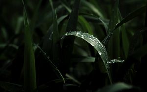 Preview wallpaper leaf, drops, macro, dark