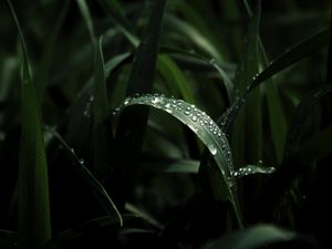 Preview wallpaper leaf, drops, macro, dark