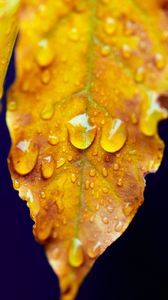 Preview wallpaper leaf, drops, macro, water