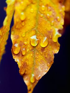 Preview wallpaper leaf, drops, macro, water