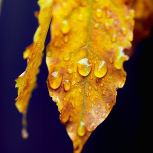 Preview wallpaper leaf, drops, macro, water