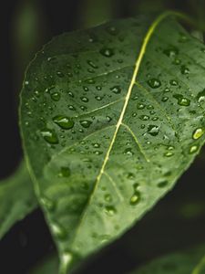 Preview wallpaper leaf, drops, macro, wet
