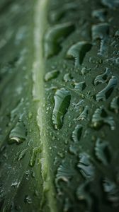 Preview wallpaper leaf, drops, macro, wet, water