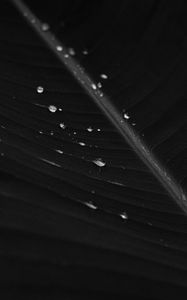 Preview wallpaper leaf, drops, macro, bw