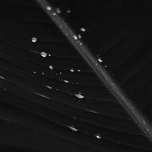 Preview wallpaper leaf, drops, macro, bw