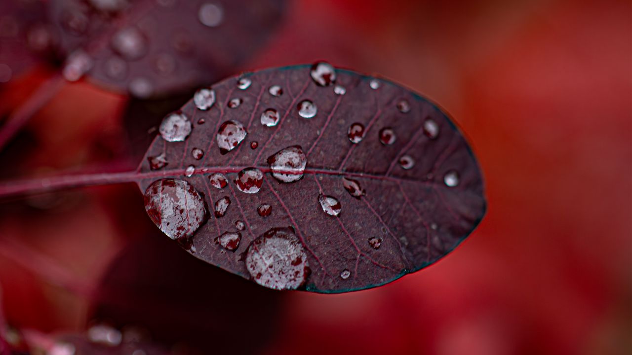 Wallpaper leaf, drops, macro, plant, water