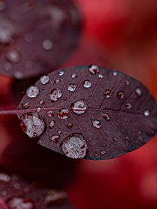 Preview wallpaper leaf, drops, macro, plant, water