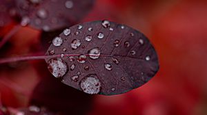 Preview wallpaper leaf, drops, macro, plant, water